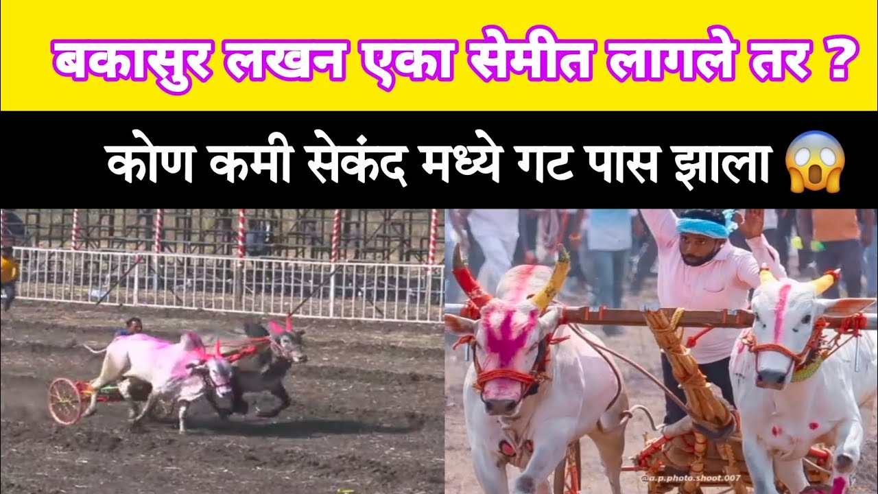बकासुर लखन एका सेमीत लागले तर ? कोण कमी सेकंद मध्ये गट पास झाला 😱 #बकासुर #नाद #बैलगाडा 