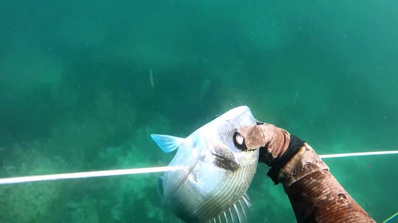 Pesca Submarina - Summer V - Portugal 2016