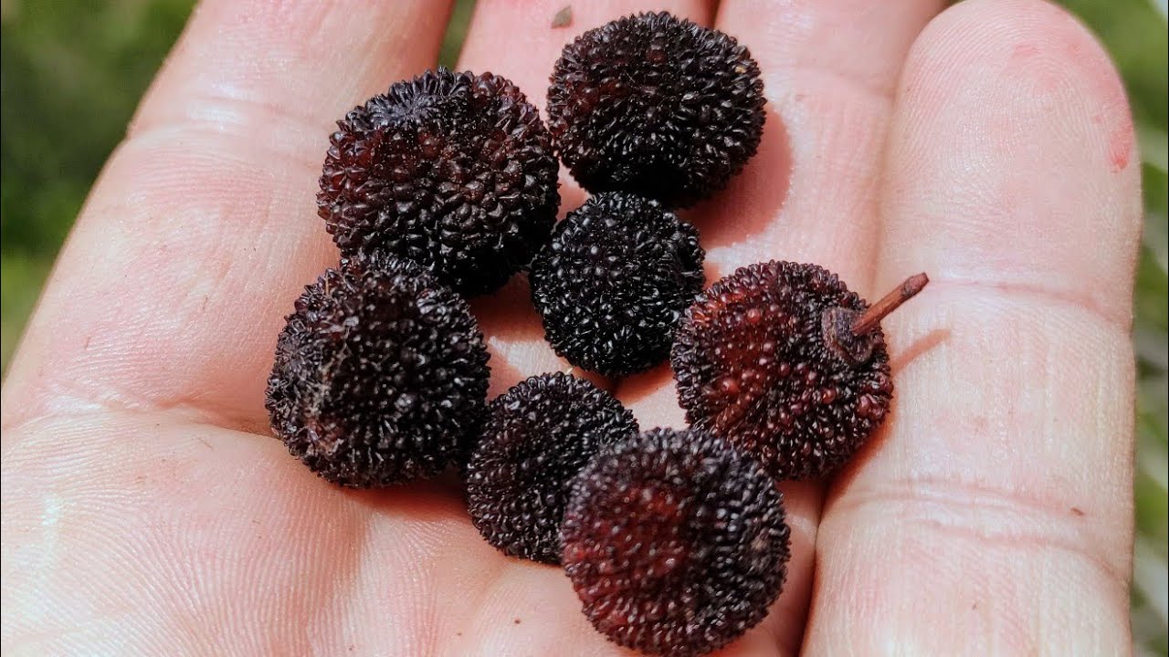 Strawberry Tree Fruits (Arbutus unedo) from the tree - dried by drought but tasty