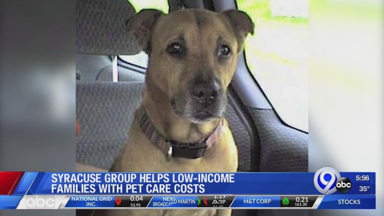 The Kia Foundation Inc. helping low-income, homeless pet owners make ends meet