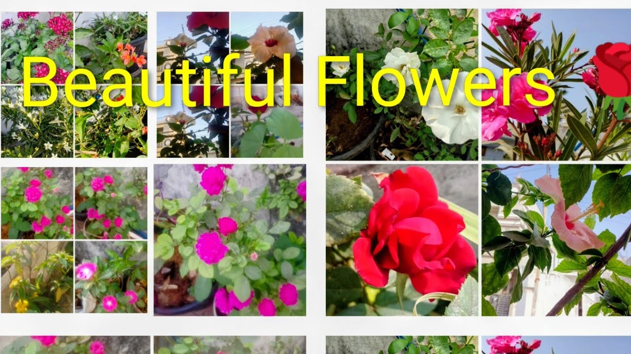 Beautiful Flowers Plant Overview 🌿 ll February ,10, 2026🌿 