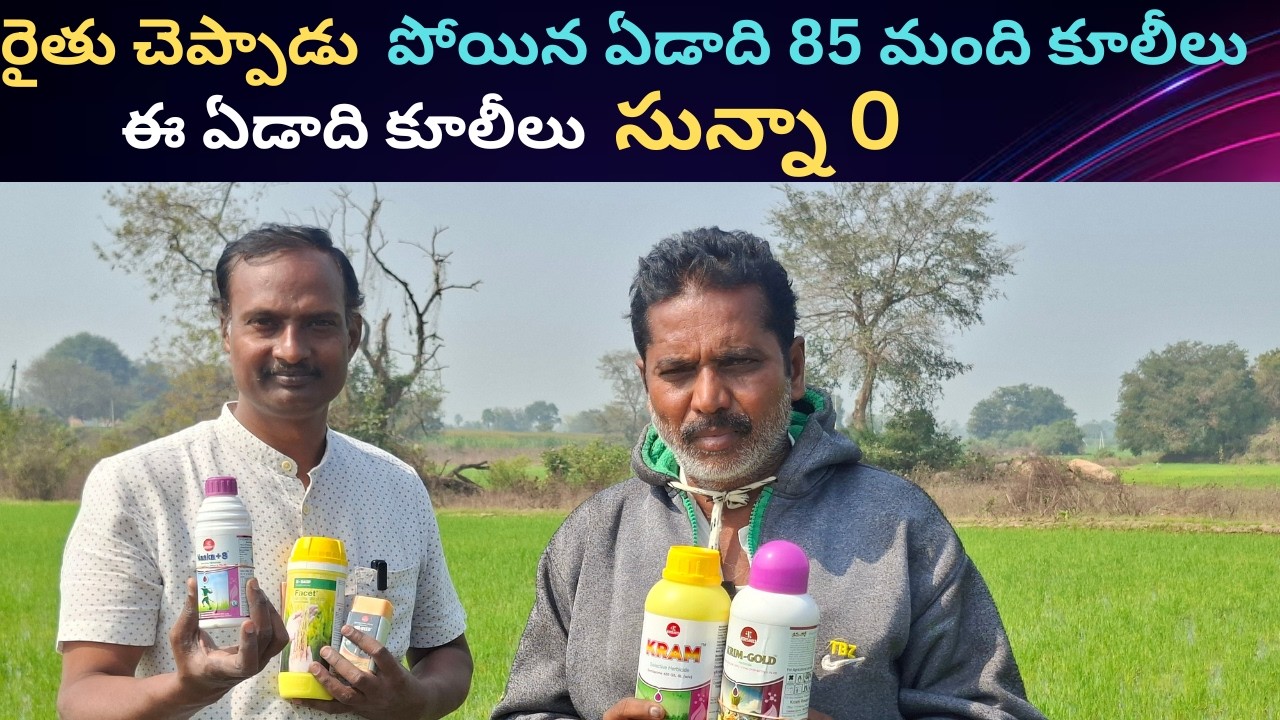 #వరి పంట లో అన్ని కలుపు మొక్కలు చనిపోతే #రైతు ఎంత సంతోషంగా ఉన్నాడో చూడండి #2025 #paddy #herbicide