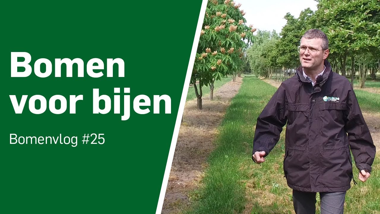 Bomen voor bijen - Bomenvlog #25