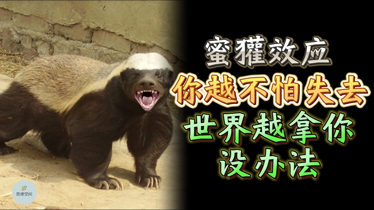 蜜獾效应｜你越是不怕失去，世界越拿你没办法  |  思维空间 0505 |  2025