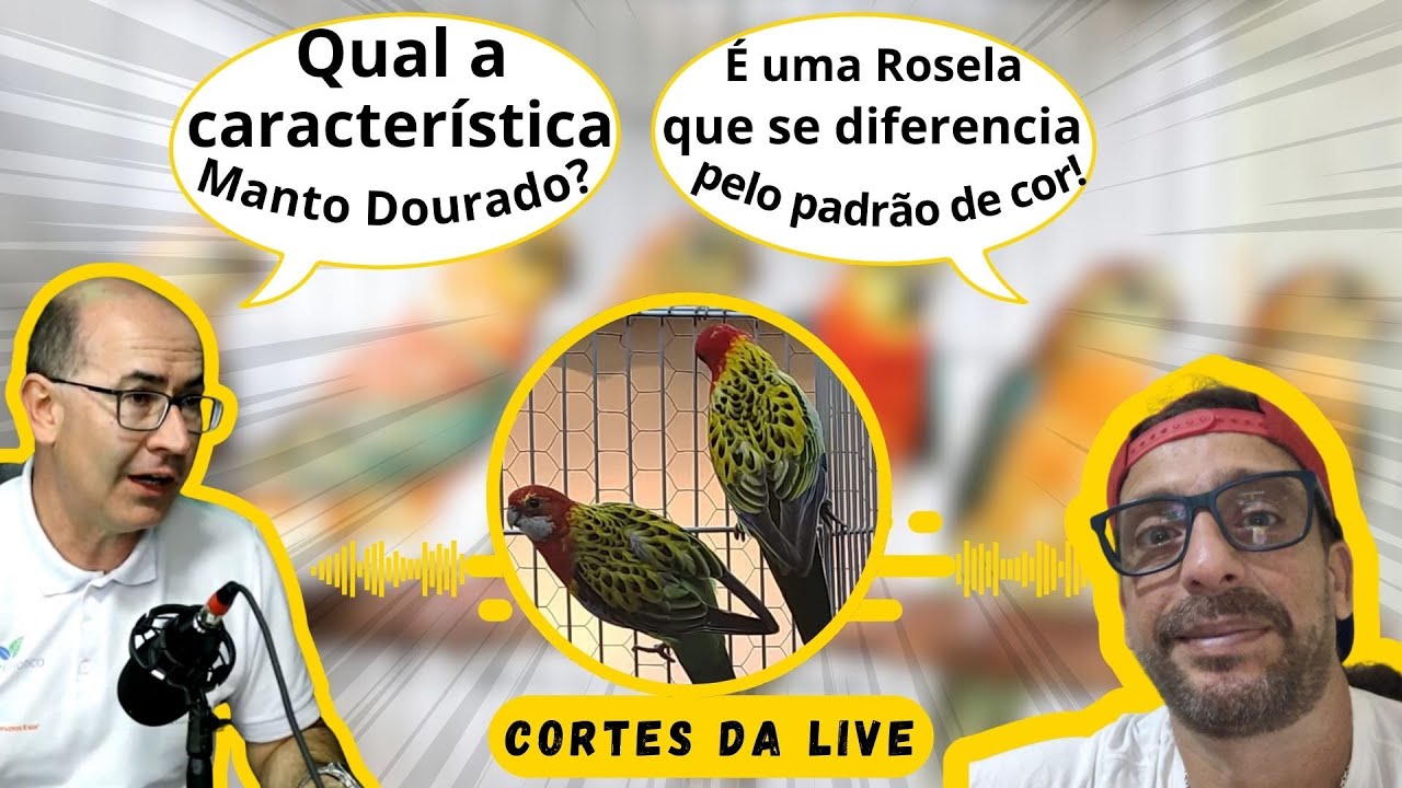 MÁRCIO SALLA E SUAS AVES SELECIONADAS!!!