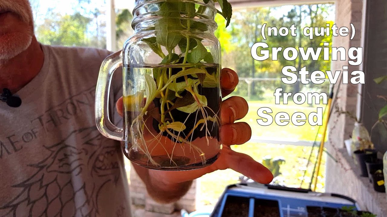 (not quite)Growing Stevia from Seed