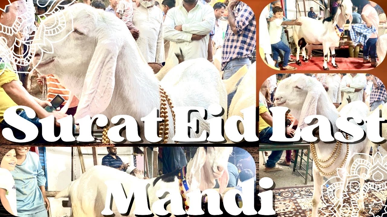 Surat Sahanivar Bakra Mandi chok Market Eid Ki Last Mandi