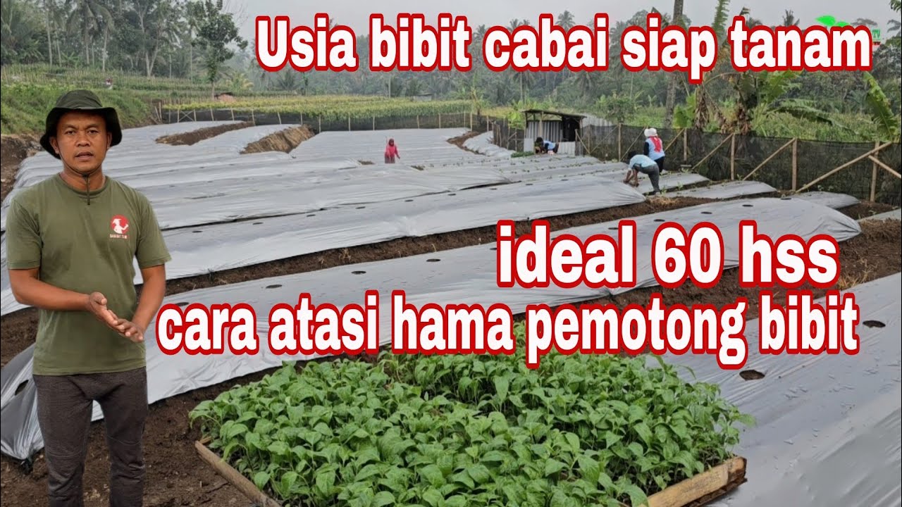 Cara menanam cabai irit dan mudah