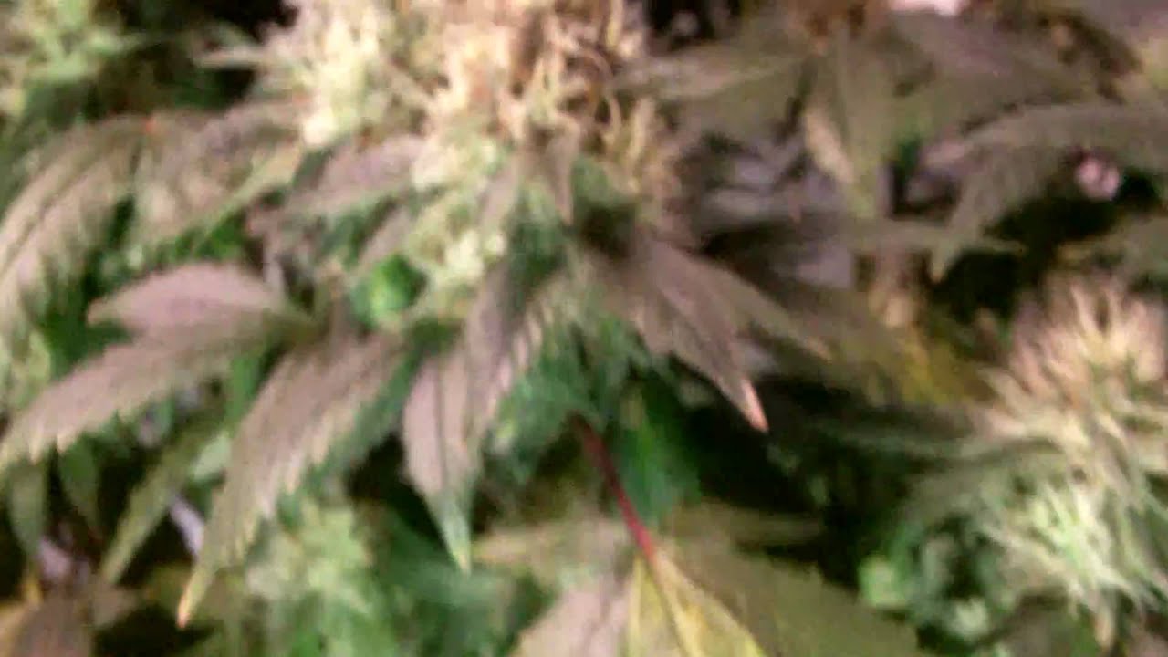 OG Kush, BC God Bud, NYC Diesel and Mendocino Purps