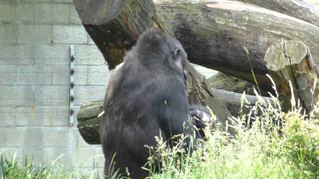 Burgers Zoo Gorilla tweeling 6 juli 2013
