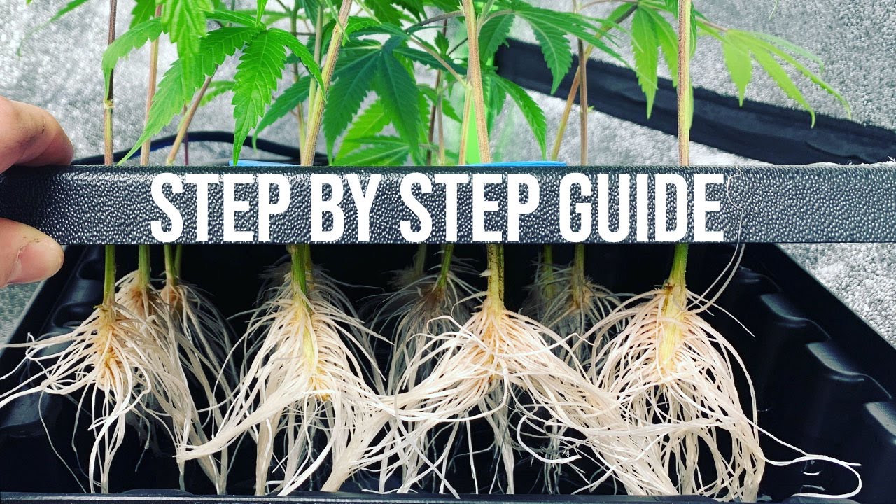 Jak klonować konopie &ndash; szybka i łatwa metoda &ndash; klonowanie metodą DWC