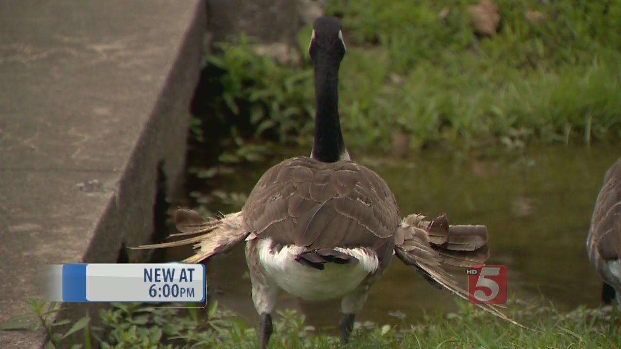 Bread Causing Devastating 'Angel Wing Syndrome' In Birds