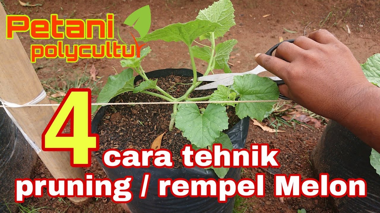 Tehnik pruning atau perempelan melon