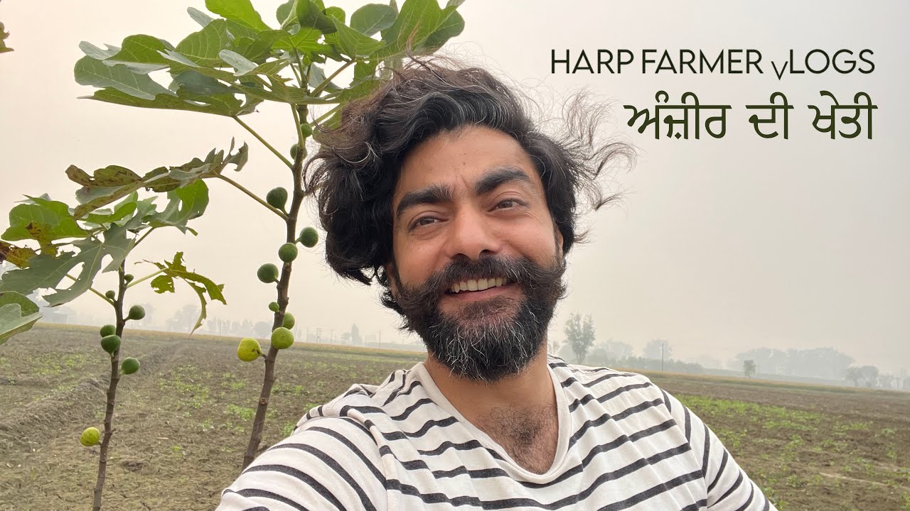 Anjeer Di Kheti | Figs in Punjab | Harp Farmer vLogs