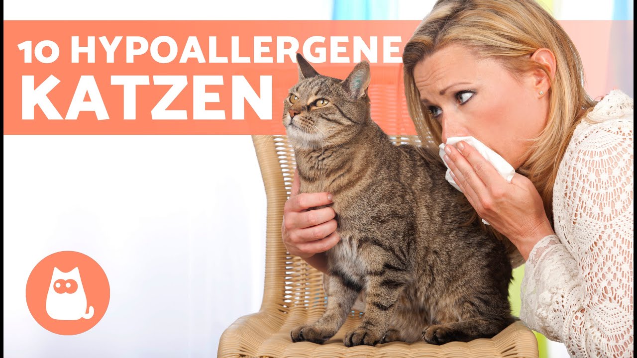 10 KATZENRASSEN f&uuml;r ALLERGIKER 🐱✅ Hypoallergene Katzen
