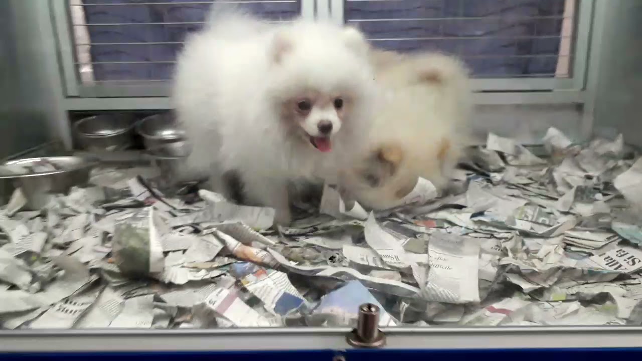 Volpini di Pomerania