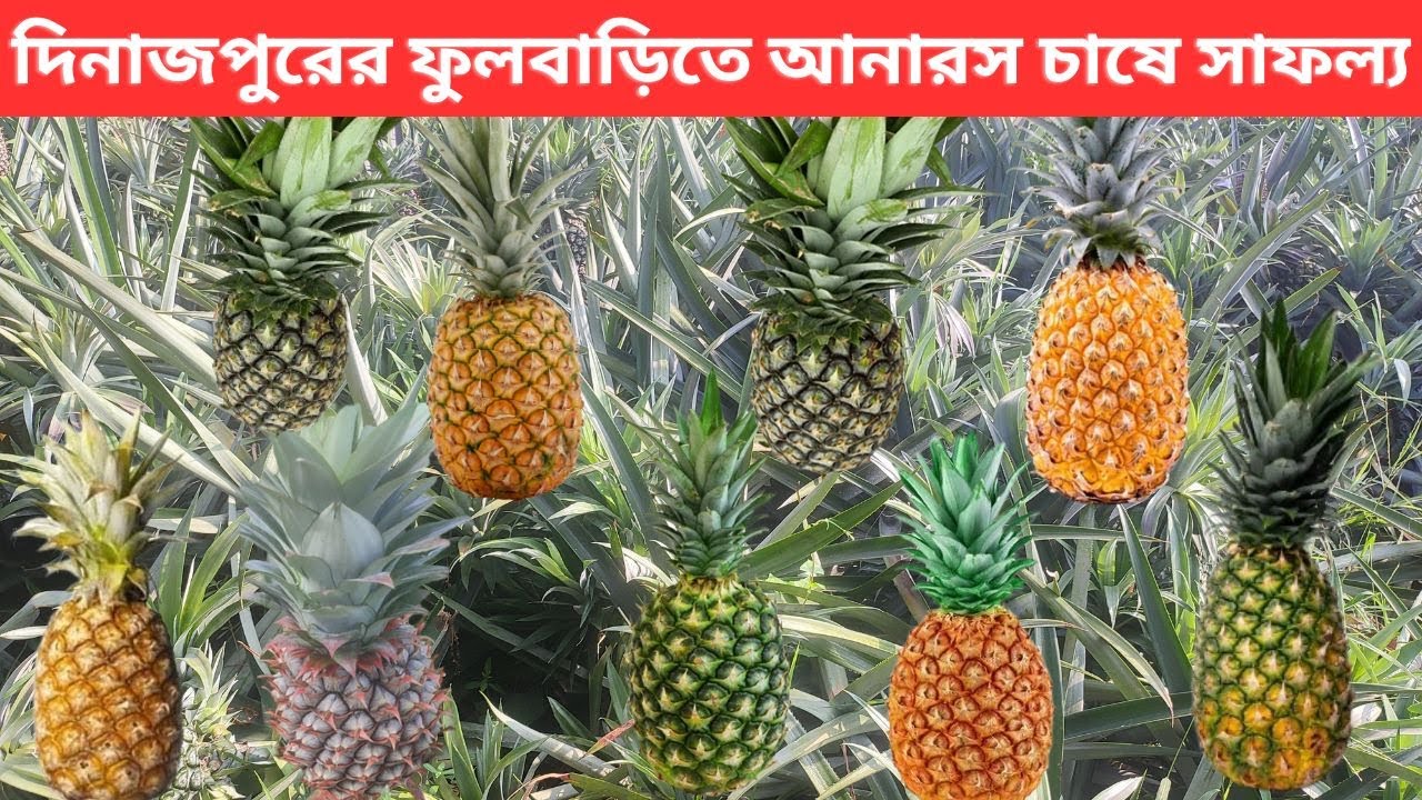 আনারস চাষ হচ্ছে লিচুর দেশ দিনাজপুরে ।। Pineapple Cultivation in Dinajpur