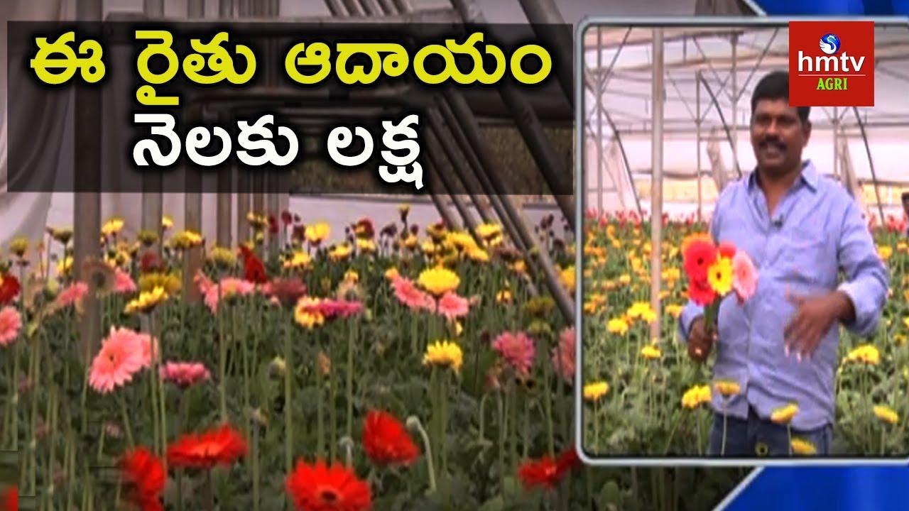Gerbera Cultivation in Polyhouse | hmtv Agri