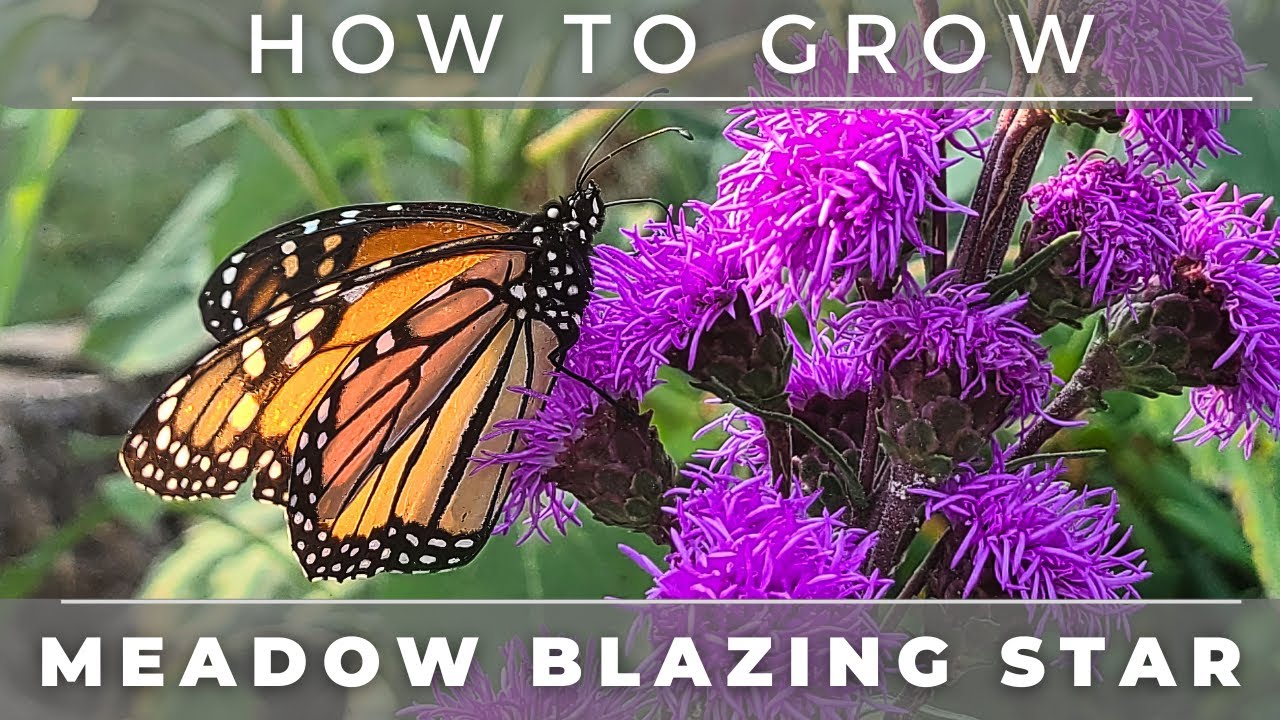 The NUMBER ONE Flower For Attracting Monarch Butterflies