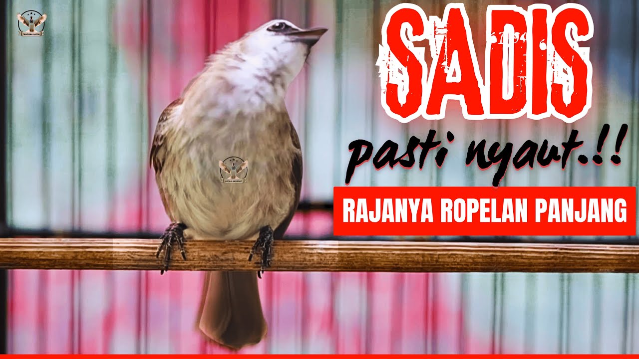 Masteran Trucukan Gacor ROPEL PANJANG Ampuh Untuk Pancingan Trucuk Agar Cepat Menaikkan GACOR
