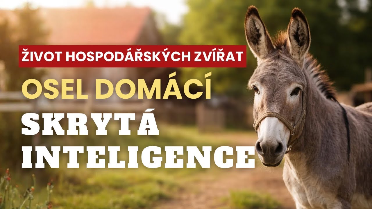 Osel dom&aacute;c&iacute;: Pravda o &bdquo;tvrdohlavosti&ldquo;, kter&aacute; v&aacute;s překvap&iacute;.
