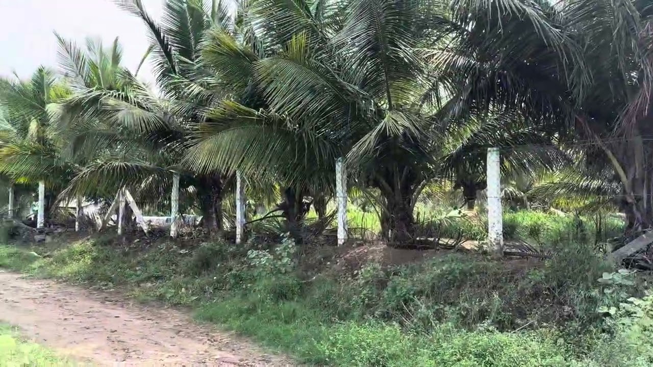 செஞ்சேரிமலை to உடுமலை மெயின் ரோடு 1km 2எக்கர் 90சென்ட் அழகான விவசாய பூமி விற்பனைக்கு7708692020