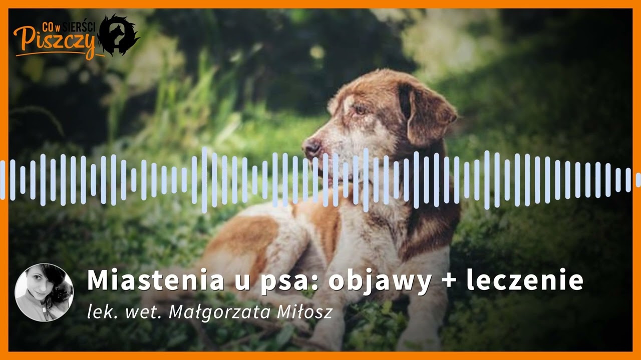 Miastenia u psa | Lek. wet. Małgorzata Miłosz