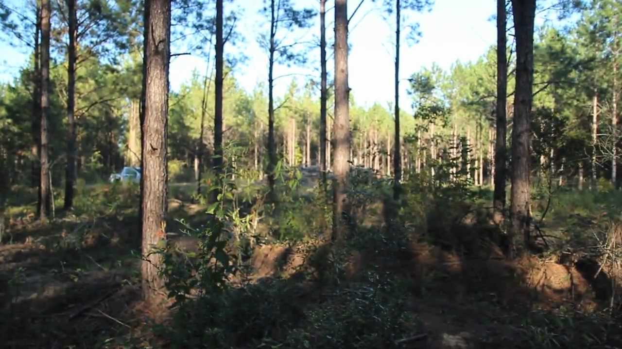 Pine Tree Management for Deer Hunting: Bits and Pieces - The Management Advantage #12