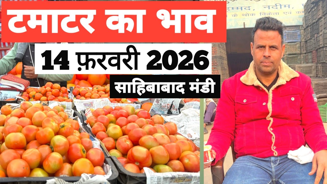 14 February 2026 🍅टमाटर का भाव साहिबाबाद मंडी |today tomato rates #tamatar #mandirates #delhimandi 