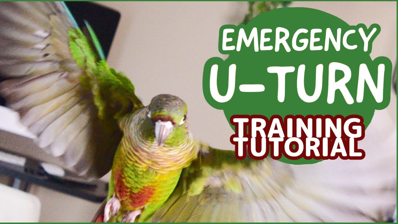 Emergency U-Turn | Training Tutorials
