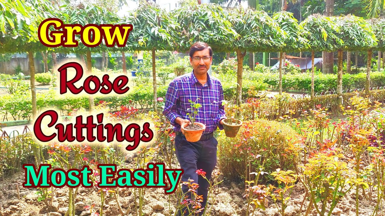 Grow Rose Cuttings Most Easily With Great Success