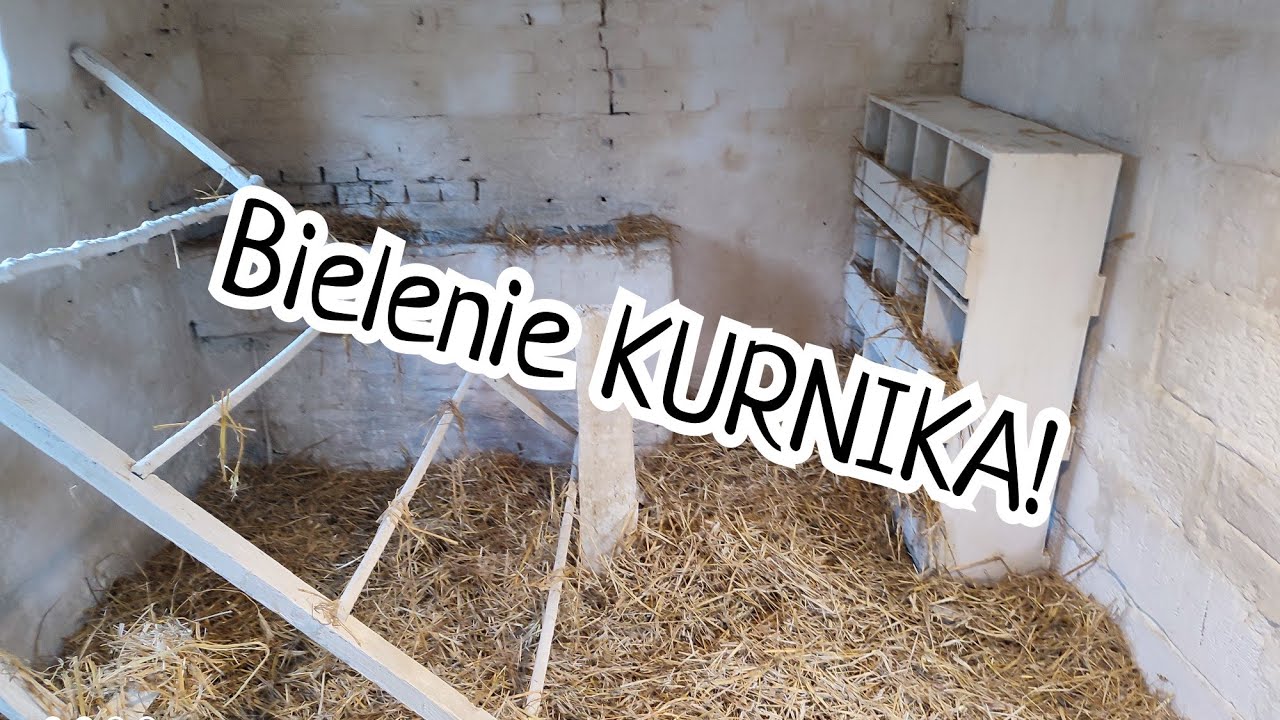 #hodowlakur 🐓🐔| Bielenie KURNIKA! | Test na PTASZYNCA 🥴🦠