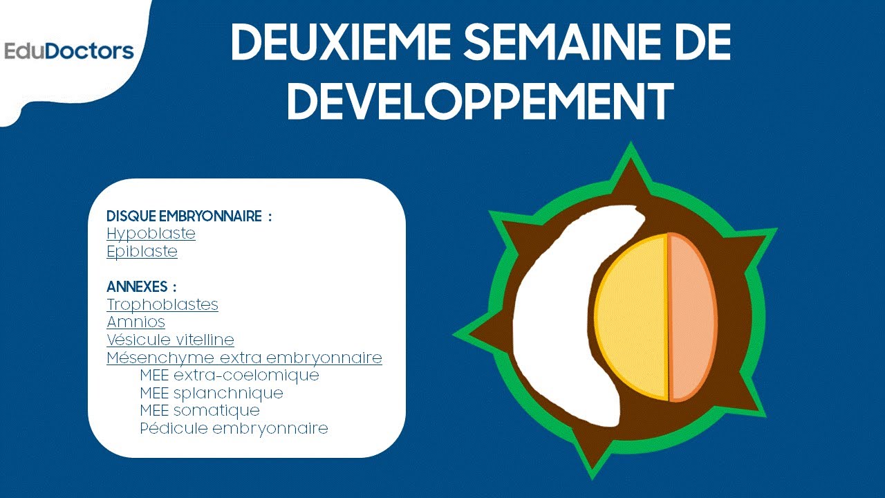 Deuxi&egrave;me semaine de d&eacute;veloppement embryonnaire - Embryologie g&eacute;n&eacute;rale