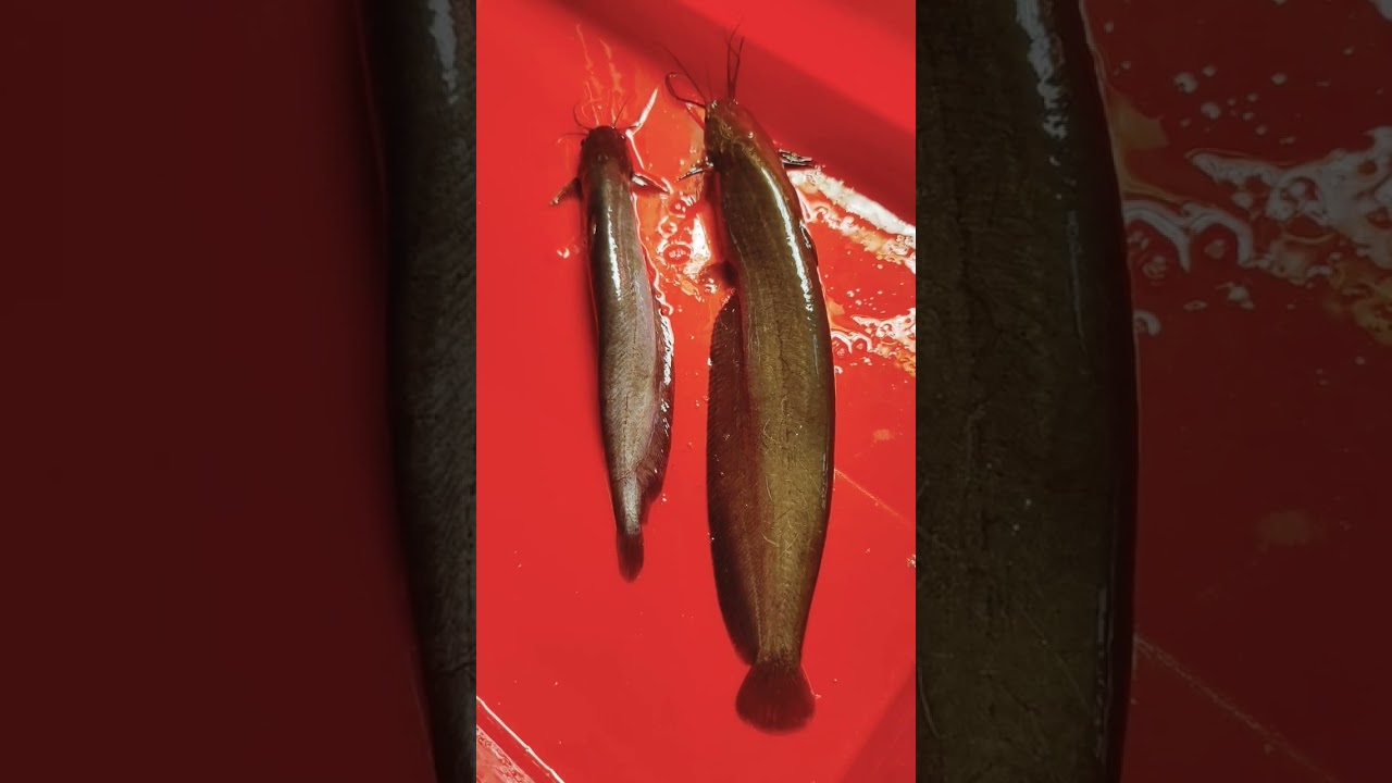 Identification of sex of  Indian Stinging catfish#fish farming#dr_bk_mahapatra