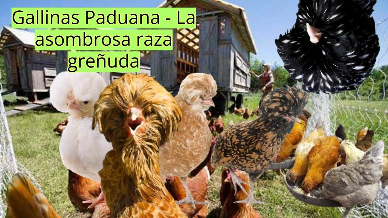 Gallinas Paduana - La asombrosa raza greñuda