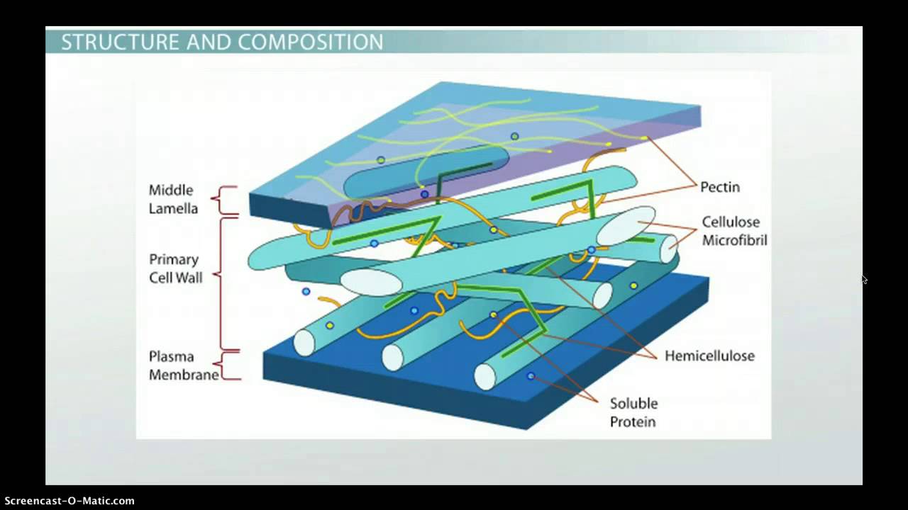 Plant Cell Wall:  Function, Structure & Composition