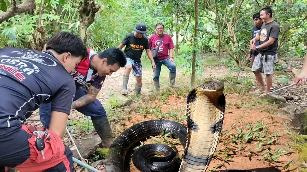 3 NA ANG PATAY SA KAGAT NG COBRA BRGY SAN CRISTOBAL SAN PABLO CITY