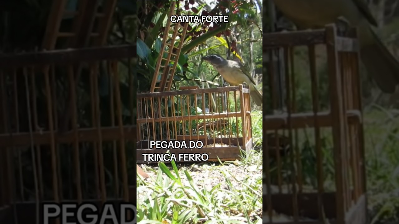 PEGANDO TRINCA FERRO CANTANDO NO AL&Ccedil;AP&Atilde;O