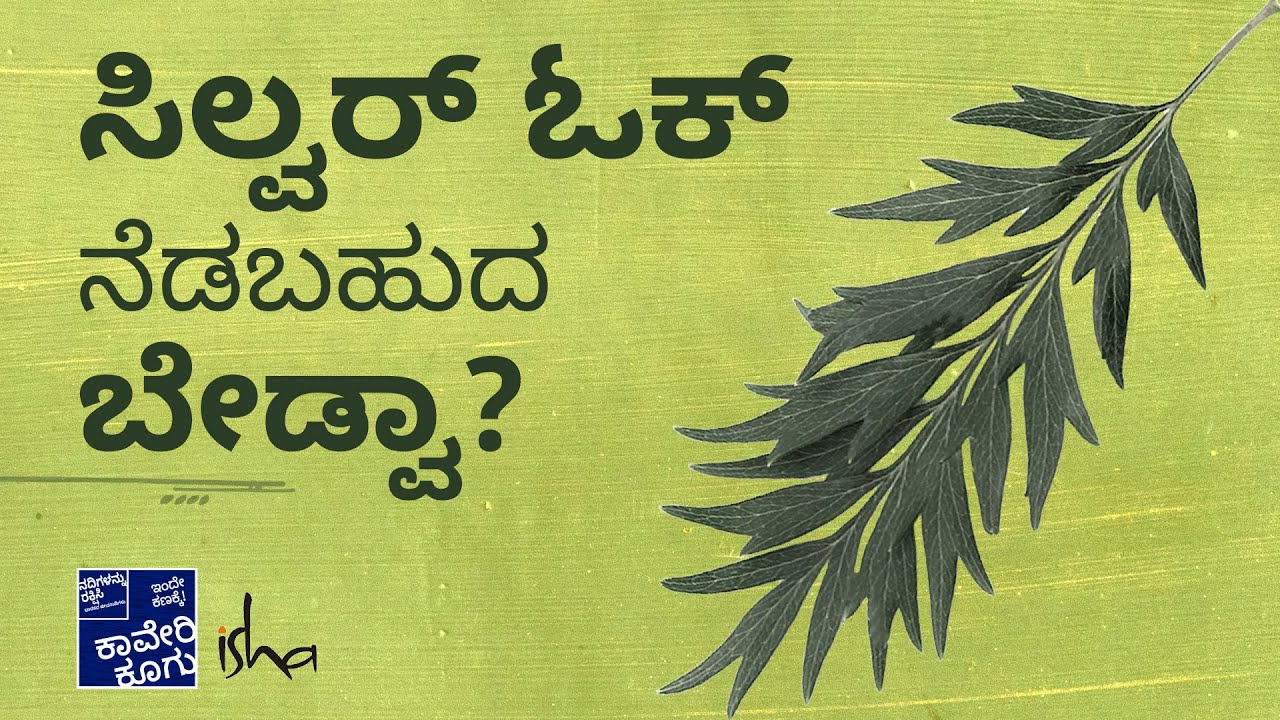 Farmers share about their experience on Silver Oak| ನಮ್ಮ ರೈತರು ಸಿಲ್ವರ್ ಓಕ್ ಬಗ್ಗೆ ಏನನ್ನುತ್ತಾರೆ ಕೇಳೋಣ