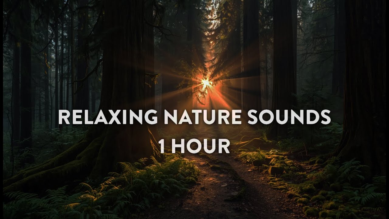 1 Hour of Relaxing Forest Sounds with Birds Singing | Nature Noise for Sleep & Study