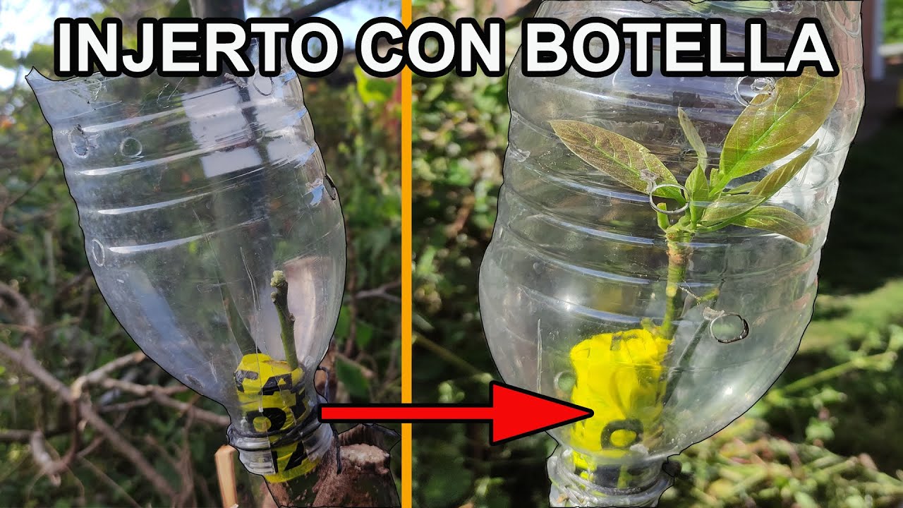Injertos en aguacate y Frutales TRUCO y CONSEJO para INJERTAR - INJERTO CON BOTELLA