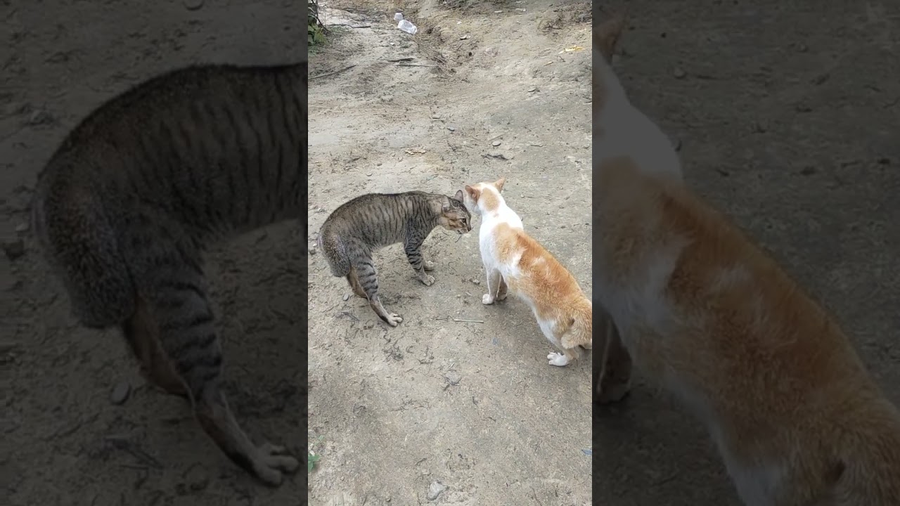 zihen macet kush &euml;sht&euml; m&euml; i fort&euml;