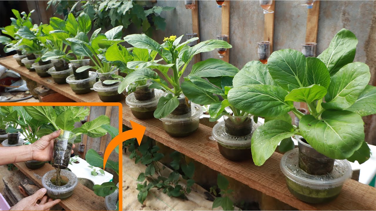 [ No garden ] Recycling plastic cups for growing hydroponic vegetables is simple - easy