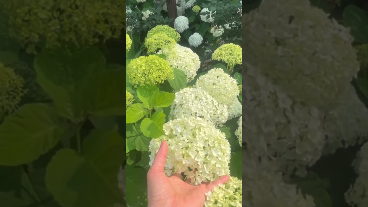 Hydrangea #singer #music #songcover #80smusic #nguoivietomy