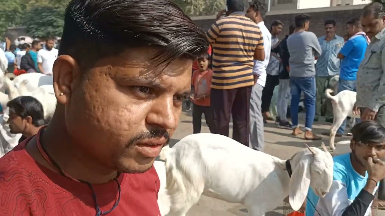 Riverfront Bakra Mandi on Sunday 1st December 2024