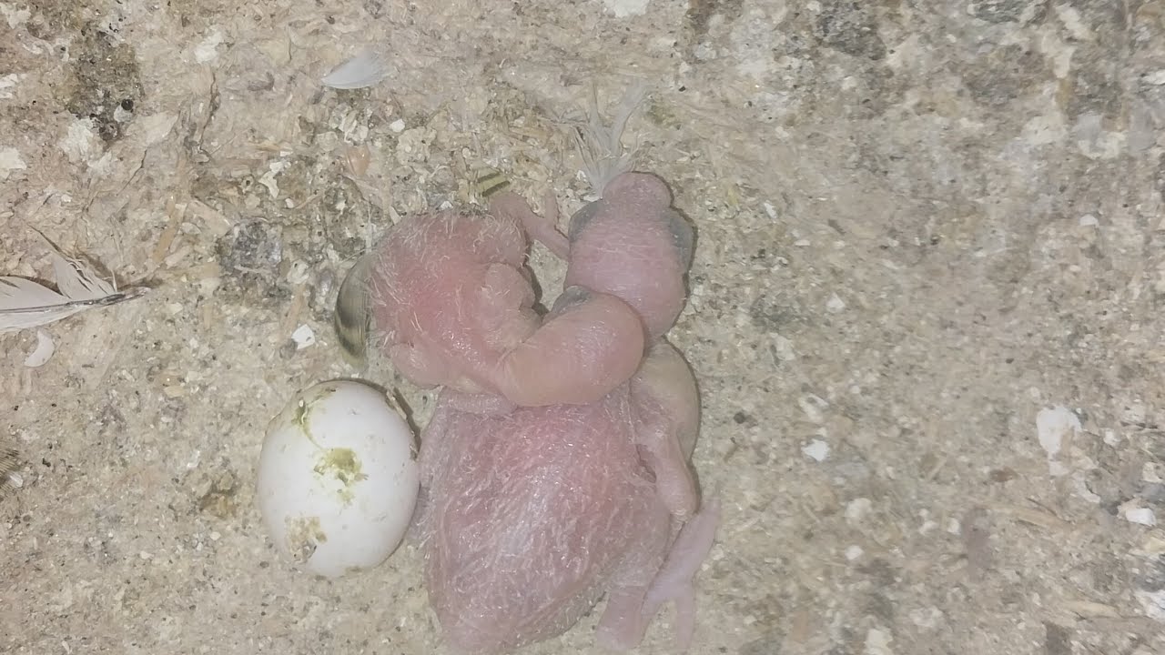 World of Budgie Baby  28.02.2026