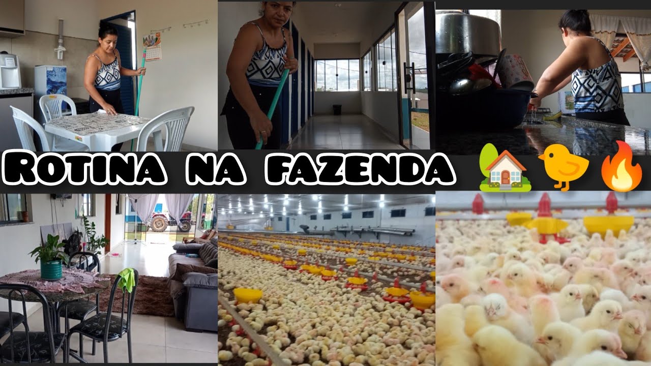 Vlog rotina na fazenda 🏡hoje foi dia de peleja🙏🙌🐤🔥