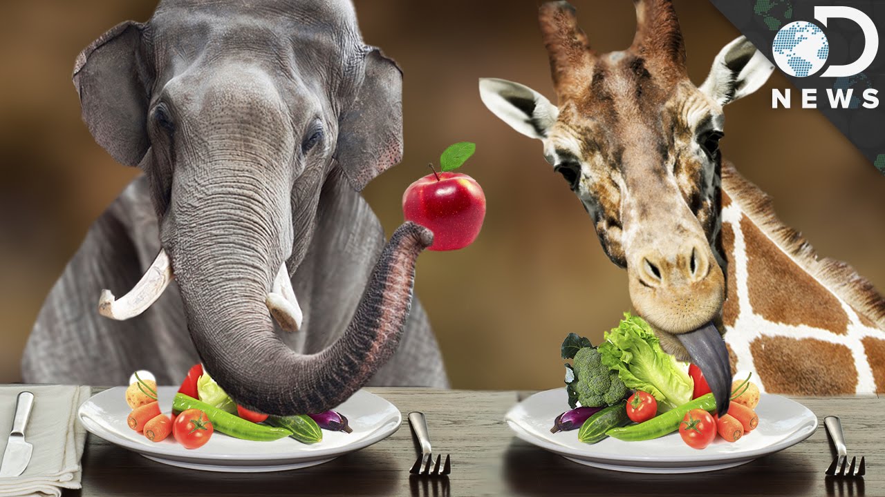 Why Are The Biggest Animals on Earth Vegetarian?