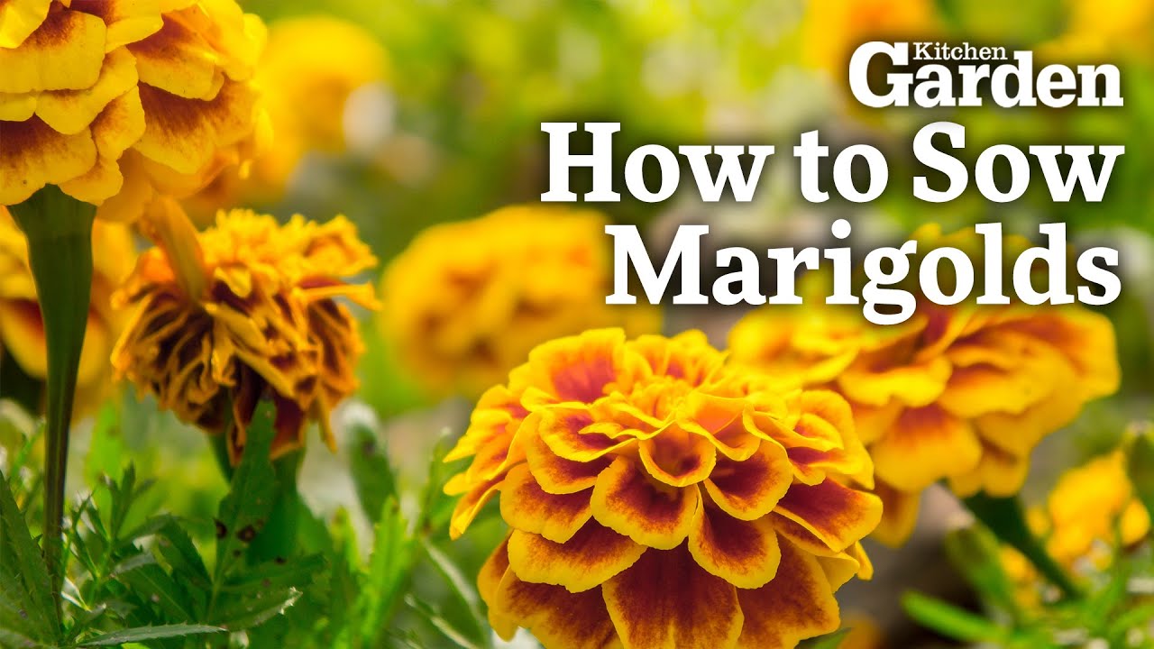How to Sow Marigolds