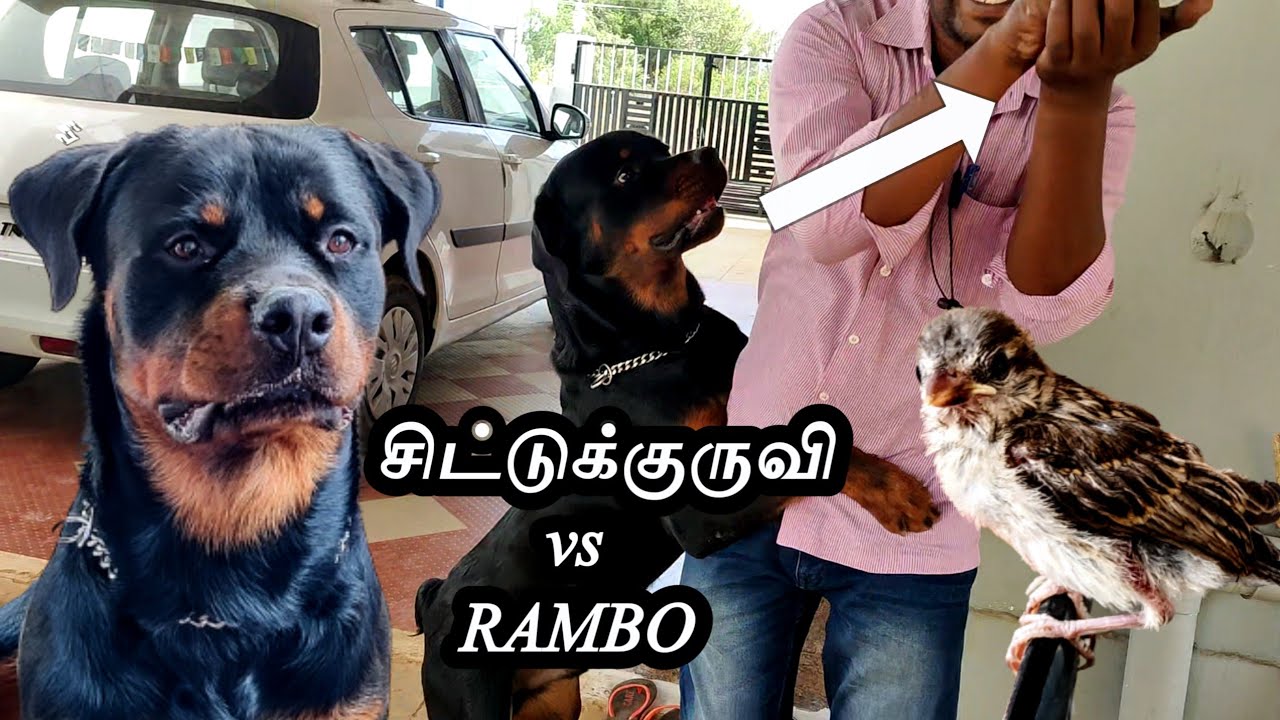 SPARROW vs RAMBO | ராம்போவிடம் சிக்கிய குருவியின் கதி | FUN VIDEO | TAMIL VLOGS